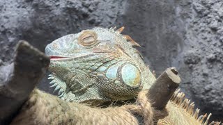 お眠なグリーンイグアナ【未公開編】【上野動物園】