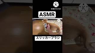 【ASMR】猫のブラッシング【スリッカーブラシ】 #shorts  #猫 #猫動画 #まめふうチャンネル