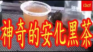 安化黑茶排毒測試