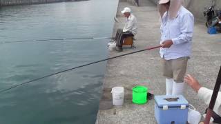 本日の豆アジ釣り　田辺市芳養（はや）堤防