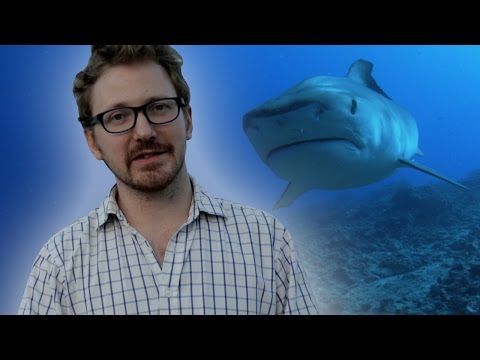 What types of sharks attack humans?