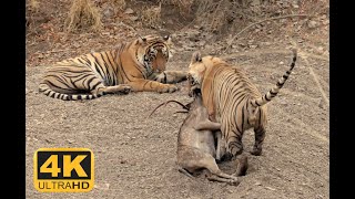 WILD TIGERs with KILL | RANTHAMBORE | WILD TIGER VIDEOS