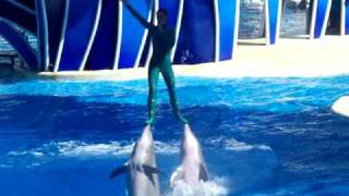 Seaworld Orlando Dolphin Show 2009