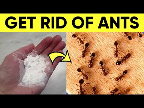 What is a natural way to repel ants?