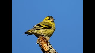 マヒワ　Eurasian siskin　野鳥　wildbirds