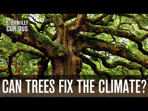 Can we plant enough trees to fix climate change? | Eternally Curious #3 Can we plant enough trees to fix climate change? | Eternally Curious #3