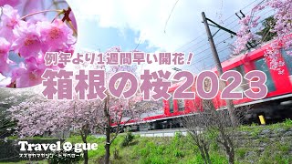 箱根登山鉄道からの桜  大平台〜箱根強羅公園〜宮城野早川河川岸  #箱根観光