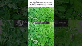 அடர்த்தியான அழகான கூந்தல் தரும் ஹேர் பேக்-murangai vendhayam pack #haircare #hairgrowth