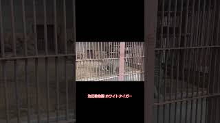 池田動物園・ホワイトタイガー