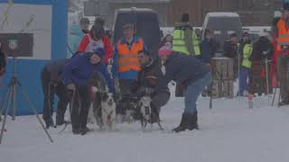 Jamiri Border Collies Sleddog Team  Lenk 2018