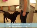 Diabetic Alert Dog Training Videos - Maggie at 9 Months Old Diabetic Alert Dog Training Videos - Maggie at 9 Months Old