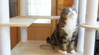 新しいキャットタワーとねこ。-New cat tower and Maru\u0026Hana\u0026Miri.-