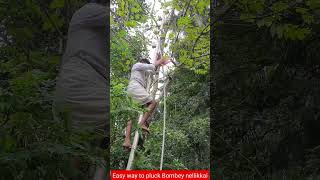 #Bombey Nellikkai plucking video/#Easy way to pluck star gooseberry/#Star Gooseberry plucking idea