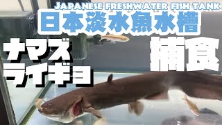 日本淡水魚水槽　ライギョ　ナマズ　捕食の瞬間