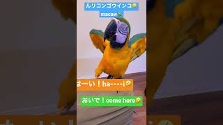 【ルリコンゴウインコ】ショート動画 #shorts #ルリコンゴウインコ #インコ #コンゴウインコ #macaw #bird #鳥