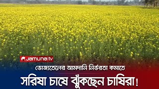 ভোজ্যতেলের উপর আমদানি নির্ভরতা কমাতে সরিষা আবাদে ঝুঁকছেন চাষিরা | Nilfhamari Sorisha | Jamuna TV