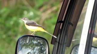 140311 Grey Wagtail Song キセキレイ鳴き声 on バックミラー