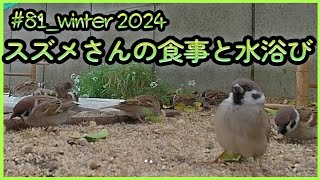 #81「スズメさんの食事と水浴び」（Sparrow eating and bathing.）winter 2024