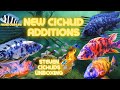 Ob Peacock Cichlid Update | Large Aquarium Upgrade