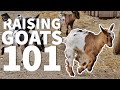 Raising Goats 101 🐐: Beginner FAQS