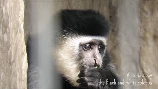 アビシニアコロブスのアイオーン「ボクを覚えてね」＠上野動物園 / Aion the Black-and-white colobus \