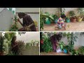 Huge 50+ indoor plant collection tour and plant care tips/Indoor plants/Gardening India