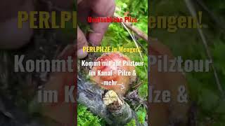 Perlpilze - tolle Speisepilze in Massen im Wald!  Oktober 2022