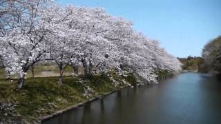 つくばみらい市福岡堰の桜 Cherry of Fukuoka weir