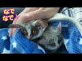 【プラム＆ぱんじろうと紫陽花散歩したらかわいいが止まりませんでした😍】bushbaby plum s growth diary ショウガラゴ プラムの成長日記