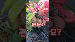 텃밭 김장배추 이렇게 늦게 심어도 괜찮을까요? #shorts