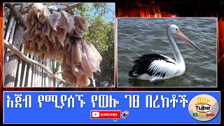 ☑️ አጀብ  የሚያሰኙ የወሎ ገፀ በረከቶች # Wollo @ 2012/2020