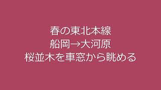 春の東北本線・船岡～大河原間、桜並木を車窓から眺める