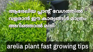 അരേലിയ പ്ലാന്റ് വേഗത്തിൽ വളരും ഇതുപോലെ ചെയ്യൂ /arelia plant fast growthing tips