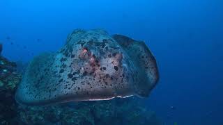 八丈島水中生物動画～局長の先端に巨大マダラエイ登場～