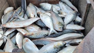 ভোলা | চরফ্যাশন | সাহাম রাজ্ পাইকারি মাছ বাজার | Bhola Chore Fashion Saham Raj wholesale fish market