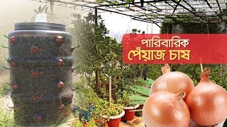 পারিবারিক পেঁয়াজ চাষ | Shykh Seraj | Channel i |