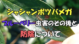 ブルーベリーのシャシャンボツバメガ被害のその後と防除について