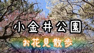 【春散歩】小金井公園で梅見してきた。