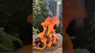 Experiment With Sugar || Black Fire Snake Experiment/#ScienceExperiment #BlackSnakeAmazing Science
