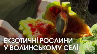 Волинянка вирощує екзотичні фрукти та овочі