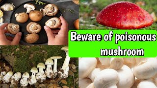 விஷத்தன்மையுள்ள காளானை கண்டுபிடிப்பது எப்படி | How to buy store and clean mushrooms in safe way