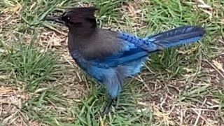 北美暗冠蓝鸦 Steller’s Jay(021723-12)