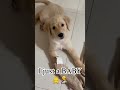 අම්මගේ චූචි බබා මම 😌✨🤎🐶 leo goldenretriever viral trending blooper youtubeshorts