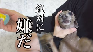 爪切り•歯磨き•耳掃除をしたら愛犬にブチギレられたwww【イタグレ】