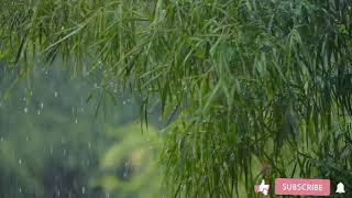 Eliminate Insomnia with Heavy Rain & Rowdy Thunder Sounds Explodes on a bamboo tree