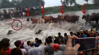 Ngeri...!! Detik² Ratusan Sapi Hanyut Terseret Arus Banjir Bandang! Warga Histeris Ketakutan!