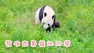 《大熊貓國家公園》發生在秦嶺的改變 | iPanda熊貓頻道