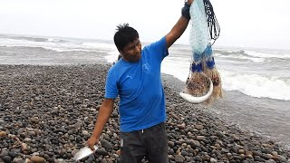 Amazing Fishing! Cast Net Masters Catch Fish by the Ton on the Beach