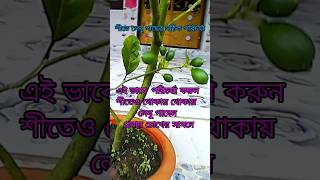 শীত কালে এই ভাবে পরিচর্যা করেই থোকায় থোকায় লেবু পাওয়া যায়। #shorts #sd_raja_garden #garden