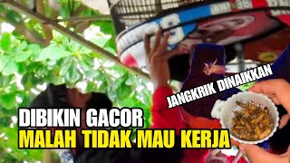 jangkrik malah tidak kerja